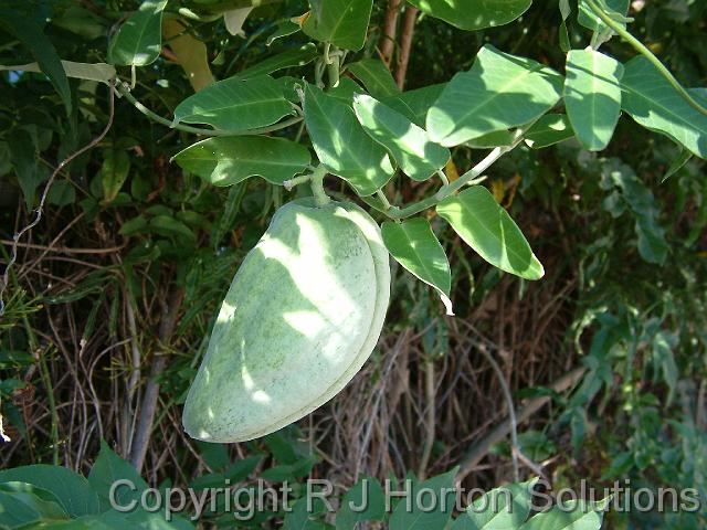 Araujia fruit